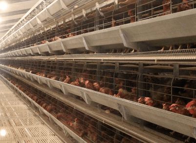 行业热点丨家禽行业或将迎来红利期