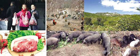 撒欢的“土黑猪”吃着放心 紫苜原原生态农产品找回儿时的味道