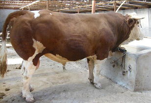 盛大怀孕牛 牛犊 二岁母牛 牛犊西门塔尔牛 牛犊 肉牛价格 肉牛商品大