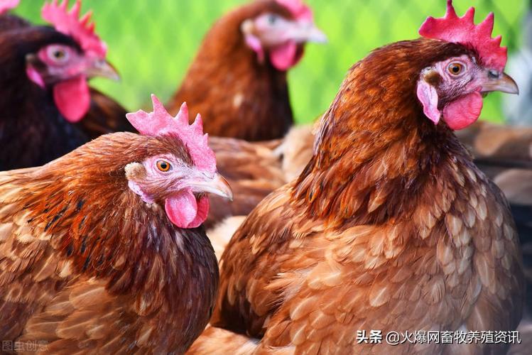 禽类有哪些家禽养殖的常见方式是什么