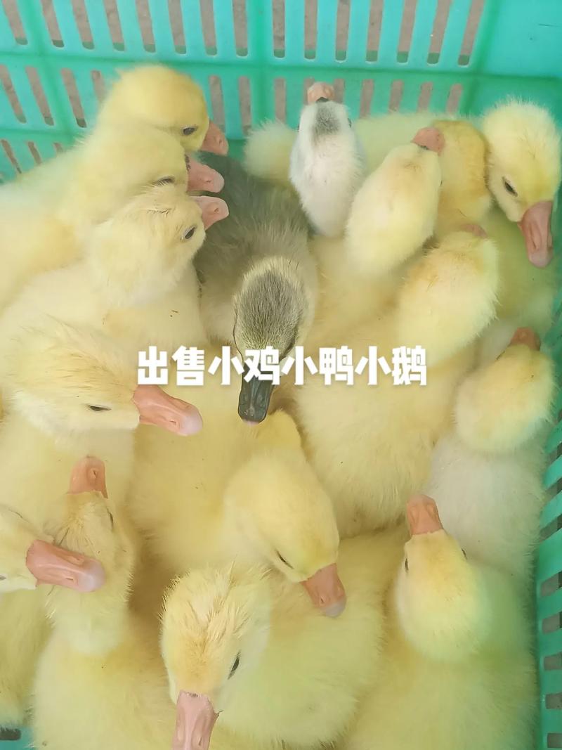 生态养殖  - 洋县甜甜家禽出售 - 抖音