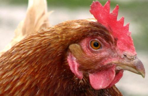 埃及:在家禽中发现新的禽流感病毒
